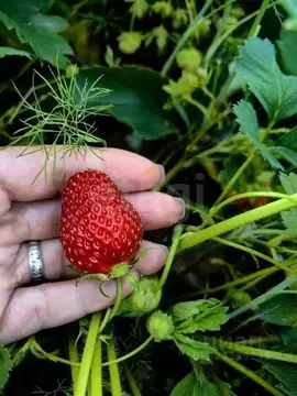 Дом в Новосибирская область, Коченевский район, Сигнал СТ ул. 2-я ...