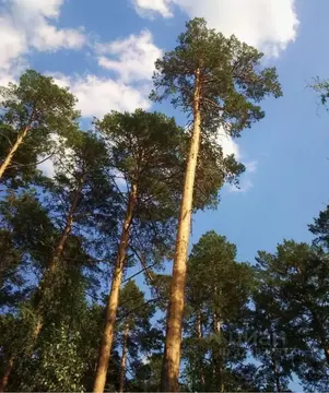 Участок в Московская область, Одинцовский городской округ, д. Раздоры, ...