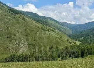 Участок в Алтай, Чемальский район, с. Эдиган  (150.0 сот.)