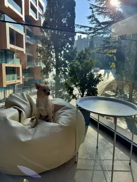 Студия Крым, Ялта муниципальный округ, Гурзуф пгт ул. Геологов, 7к3 ...