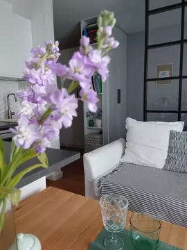 Студия Новосибирская область, Новосибирск ул. Дунаевского, 14 (28.0 м)