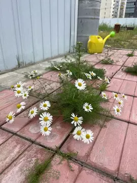 2-к кв. Саха (Якутия), Якутск ул. Кочнева, 6 (68.0 м)