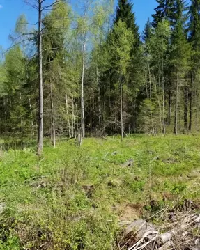 Участок в Москва Сосновый Бор кп,  (14.7 сот.)