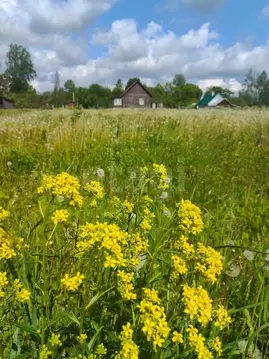 Участок в Ленинградская область, Волосовский район, д. Бегуницы  (10.0 ...