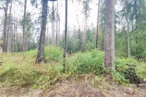 Участок в Новгородская область, Новгородский район, Савинское с/пос, ...