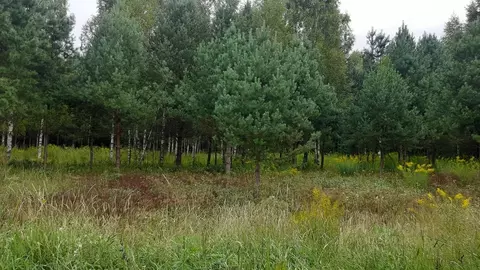 Участок в Удмуртия, Завьяловский район, Соловушки ДНТ ул. Тихая, 3 ...