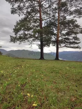 Участок в Алтай, Чемальский район, Элекмонарское с/пос, с. Элекмонар  ...