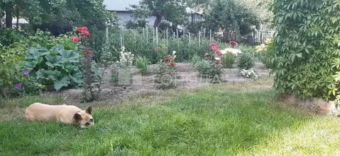 Дом в Алтайский край, Барнаул ул. Сизова (100 м)