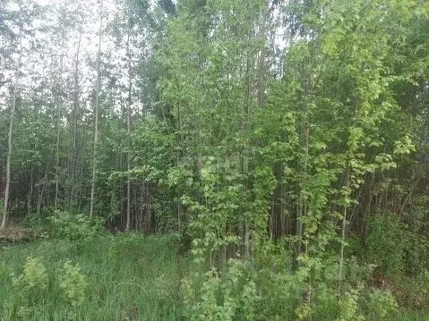 Участок в Коми, Сыктывдинский район, с. Выльгорт, Парма Ель СНТ  (9.98 ...