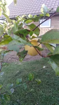 Участок в Башкортостан, Гафурийский район, Красноусольский сельсовет, ...