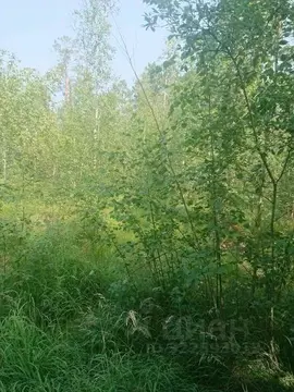 Участок в Саха (Якутия), Якутск Сергеляхское ш. (10.0 сот.)