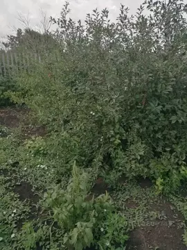 Участок в Омская область, Кормиловка рп ул. Рубежная (11.0 сот.)