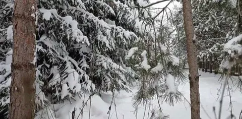 Участок в Московская область, Дмитровский муниципальный округ, с. ...