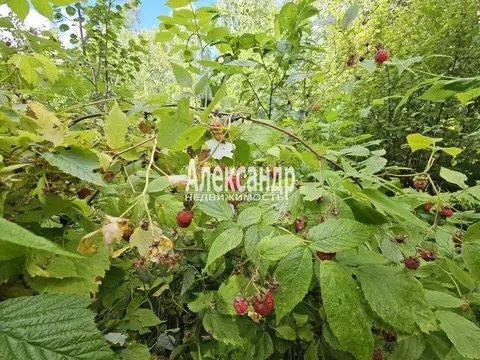 Участок в Ленинградская область, Приозерский район, Ромашкинское ...