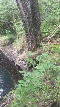 Участок в Ставропольский край, Ставрополь Нива ДНТ,  (14.31 сот.)