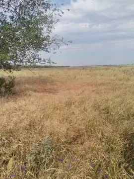 Участок в Ростовская область, Новочеркасск Троицкая пл. (6.0 сот.)