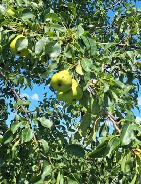 Участок в Липецкий муниципальный округ, Беговая улица, 47 (25 м)