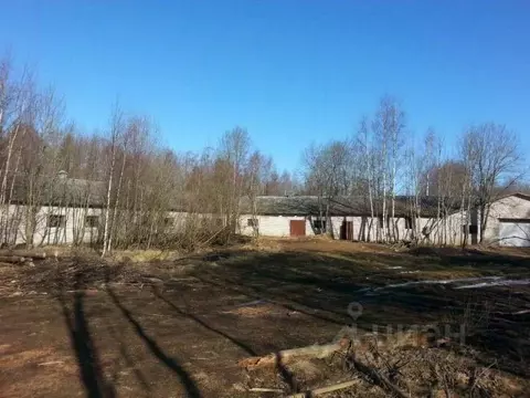 Склад в Ленинградская область, Кингисеппский район, Котельское с/пос, ...