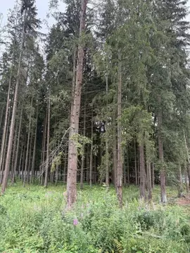 Участок в Московская область, Химки Новогорск Лес ТСН,  (8.8 сот.)