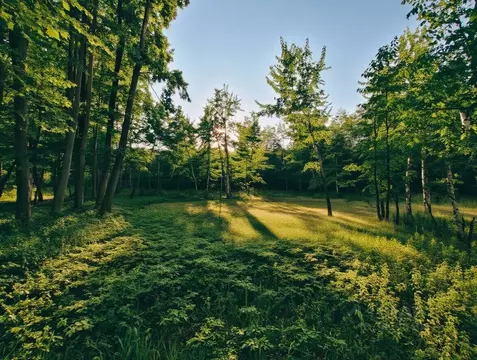 Участок в Ленинградская область, Приозерский район, Красноозерное ...