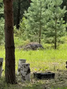 Участок в Нижегородская область, Дальнеконстантиновский муниципальный ...