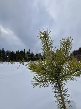 Участок в Коми, Корткеросский район, Додзь муниципальное образование, ...