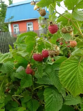 Участок в Московская область, Павлово-Посадский городской округ, д. ...