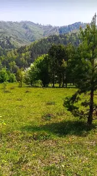 Участок в Алтай, Чемальский район, Узнезинское с/пос, с. Узнезя  (11.0 ...