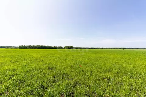 Участок в Тюменская область, Тюменский район, с. Кулаково  (5.96 сот.)