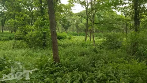 Участок в Приморский край, Надеждинский район, пос. Девятый Вал ...