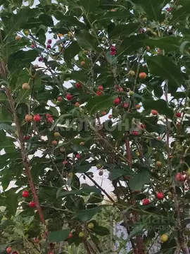 Участок в Новосибирская область, Новосибирск  (4.0 сот.)