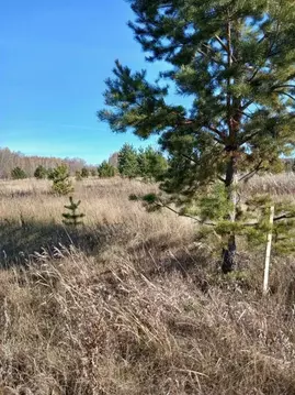Участок в Курганская область, Кетовский муниципальный округ, д. Лукино ...