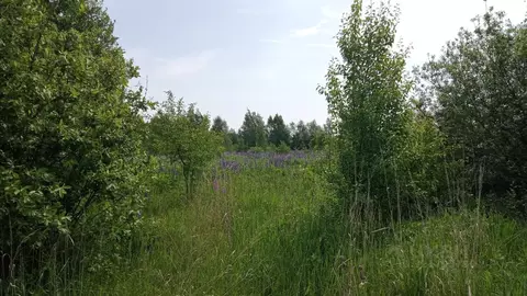 Участок в Московская область, Егорьевск муниципальный округ, с. ...