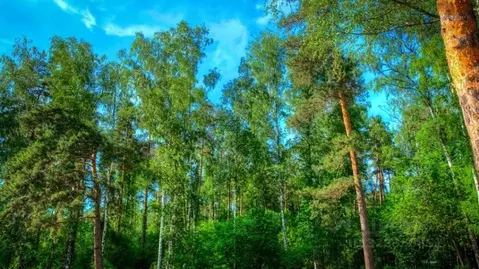 Участок в Московская область, Звенигород Одинцовский городской округ, ...