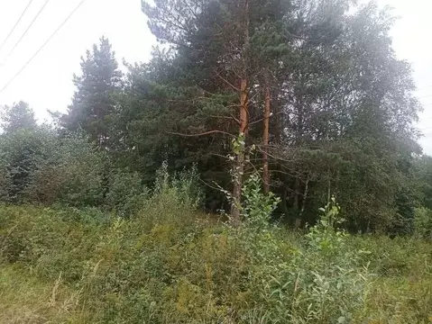 Участок в Рязанская область, Клепиковский район, с. Криуша  (7.0 сот.)