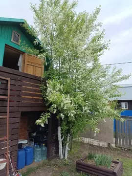 Дом в Новосибирская область, Новосибирск Нива садовое товарищество, ...