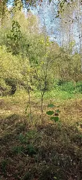 Участок в Московская область, Орехово-Зуевский городской округ, д. ...