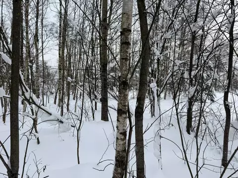 Участок в Московская область, Богородский городской округ, д. Пашуково ...