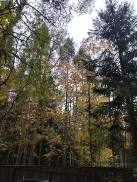 Дом в Санкт-Петербург пос. Ушково, ул. Рифеевская (100 м)