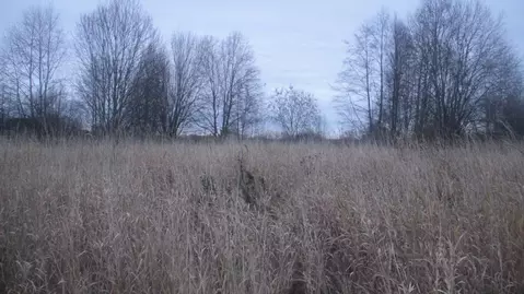 Участок в Московская область, Шаховская муниципальный округ, с. Белая ...