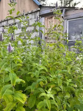 Дом в Коми, Парма пгт, Рябинушка-2 СНТ  (31 м)