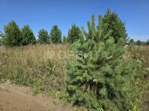 Участок в Тюменская область, Тюменский муниципальный округ, с. ...