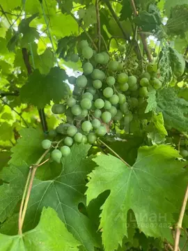 Участок в Оренбургская область, Оренбургский район, Ивановский ...