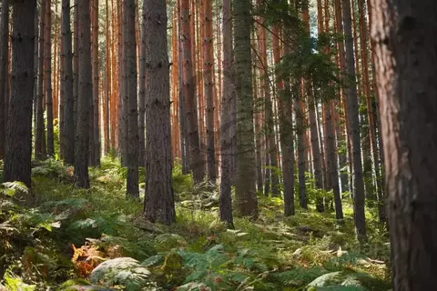 Участок в Москва д. Зименки, Антоновка кп, ул. Земляничная (28.0 сот.)