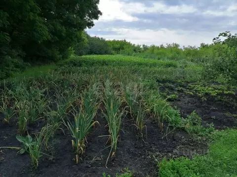 Дом в Белгородская область, Прохоровский район, с. Малые Маячки  (57 ...