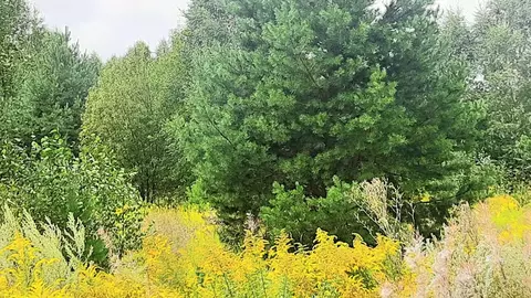 Участок в Удмуртия, Завьяловский район, с. Гольяны, Новые Гольяны кп  ...