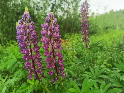 Участок в Вологодская область, Череповецкий район, Югское ...