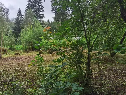 Участок в Московская область, Пушкинский городской округ, Софрино пгт ...