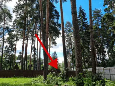 Участок в Московская область, Ступино городской округ, с. Семеновское  ...