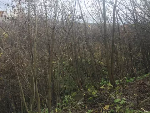 Участок в Московская область, Пушкинский городской округ, Софрино пгт  ...